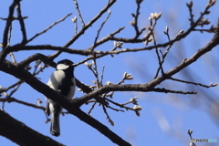 シジュウカラ