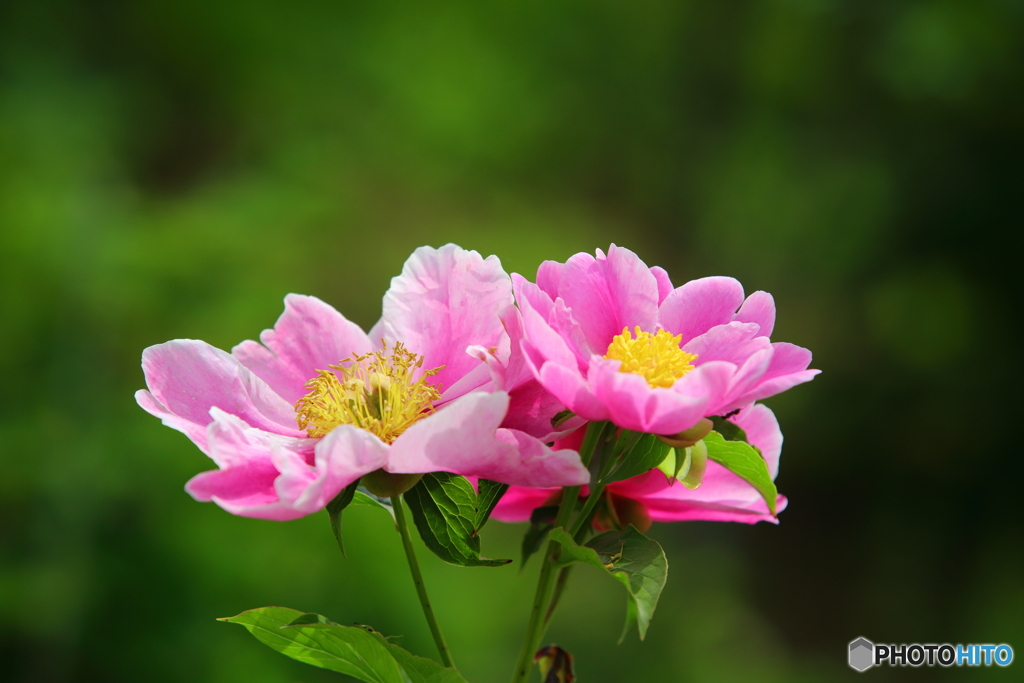 名も知らない花