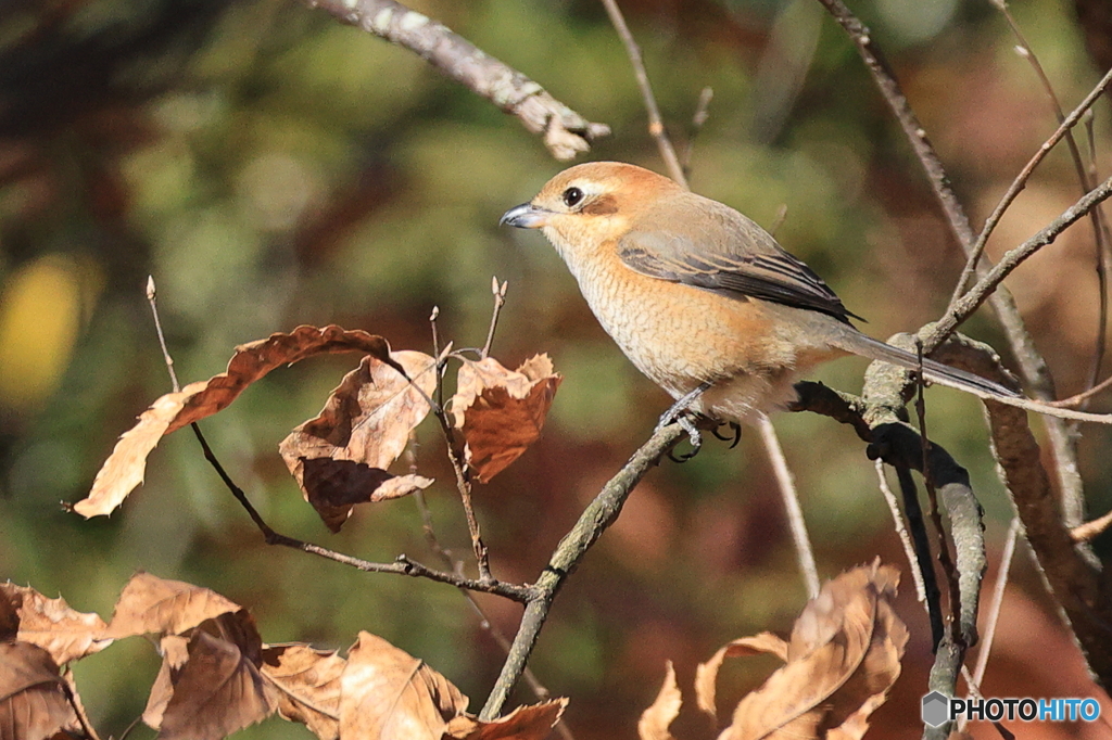 百舌鳥　その３
