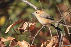 百舌鳥　その３