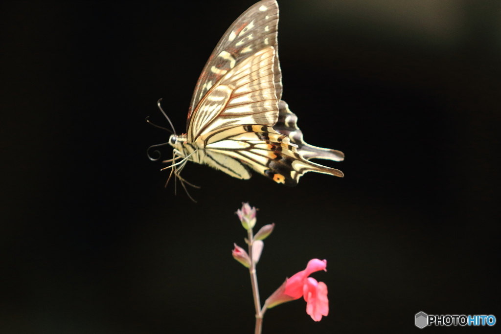 アゲハ蝶の飛行