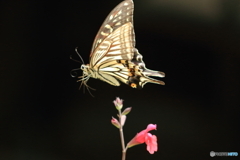 アゲハ蝶の飛行
