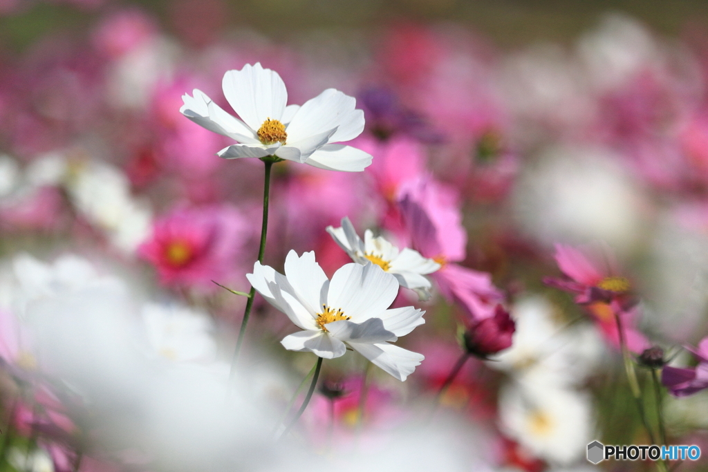 秋桜