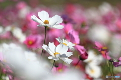 秋桜