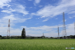 稲穂と青空