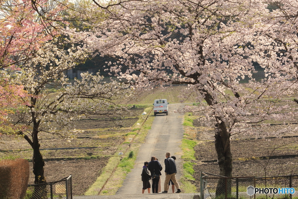 桜のある風景