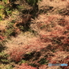 清水公園　紅葉
