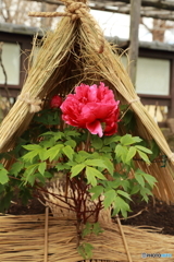 上野東照宮　冬牡丹