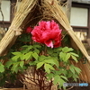 上野東照宮　冬牡丹