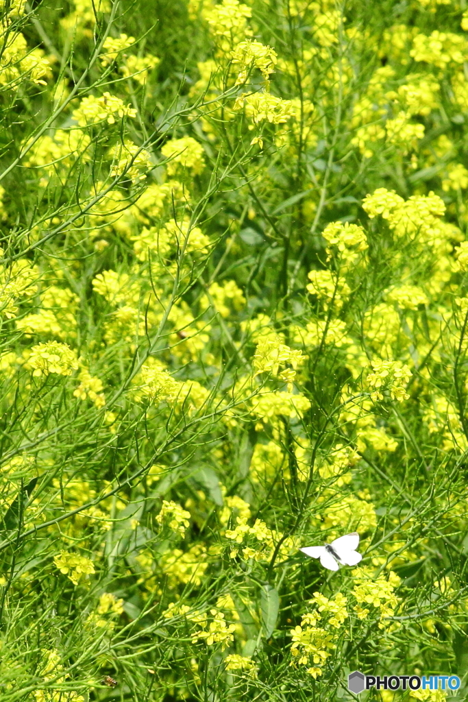菜の花と蝶