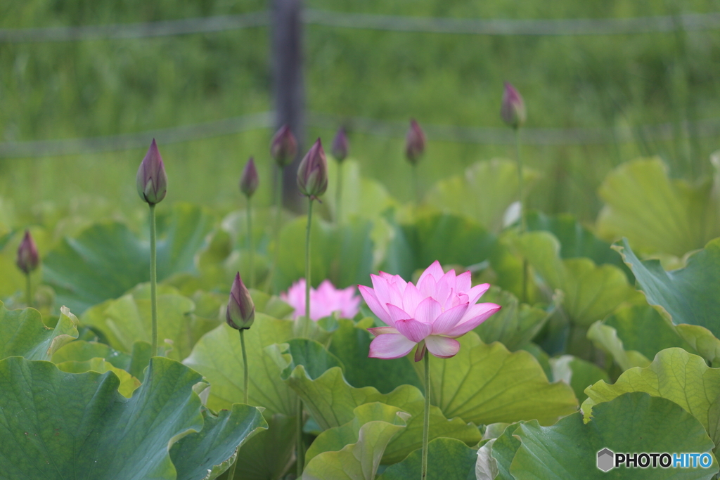 黒沼公園　蓮