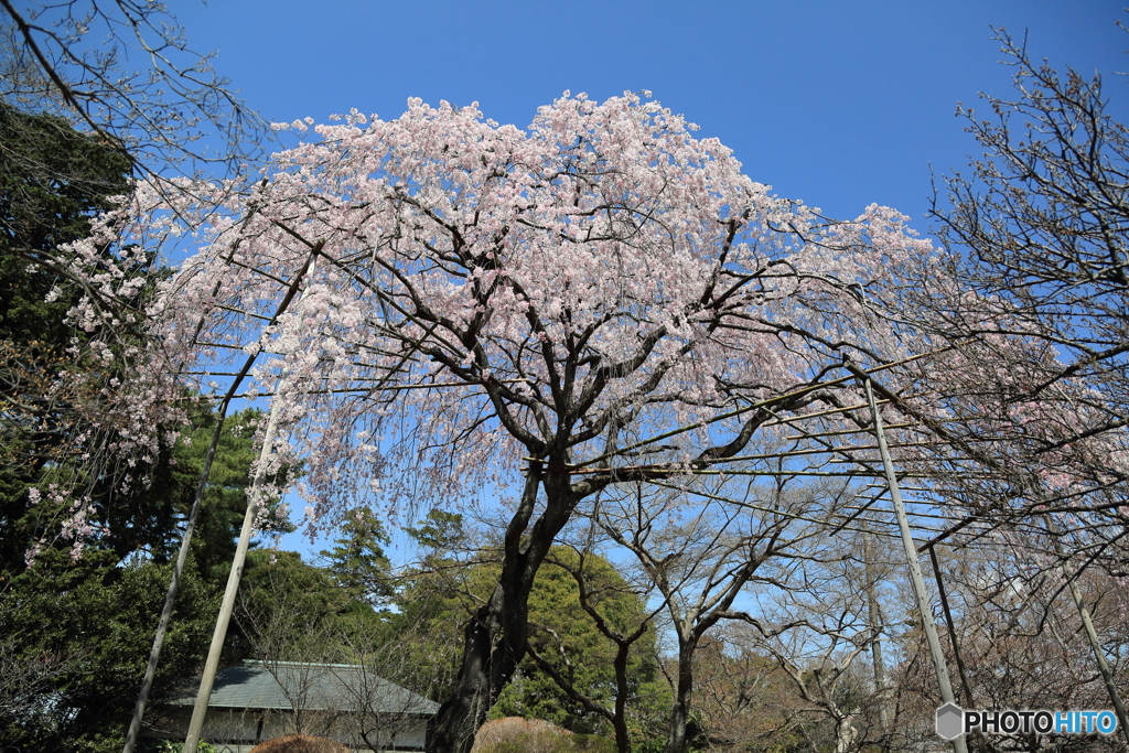 清水公園　枝垂れ桜