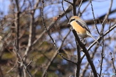 百舌鳥