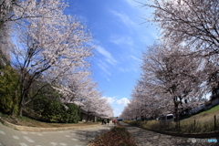 清水公園　桜並木