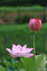 黒沼公園　蓮　その４