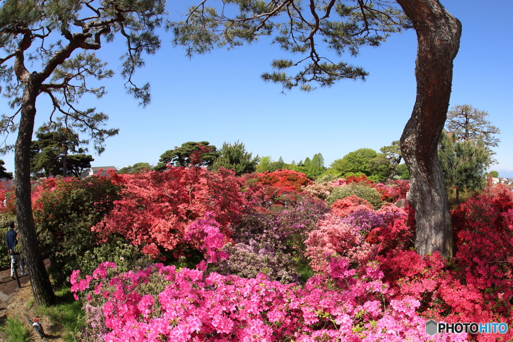 つつじが丘公園