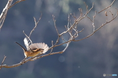 内牧 百舌鳥　その3