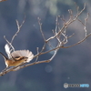 内牧 百舌鳥　その3