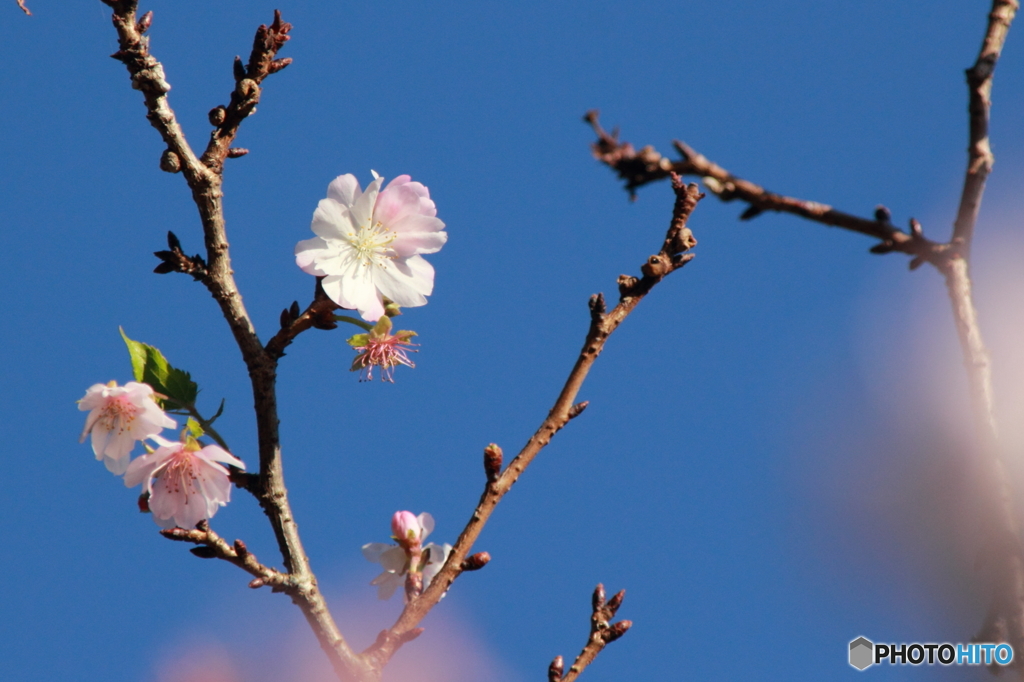 秋晴れに十月桜