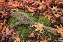 紅葉その２
