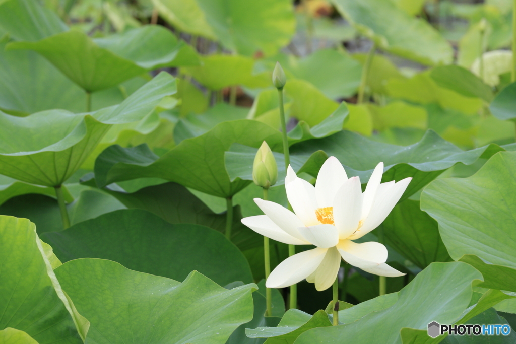 黒沼公園　蓮　その１