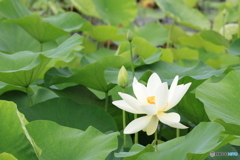 黒沼公園　蓮　その１