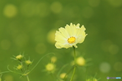 秋桜