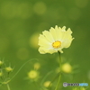 秋桜