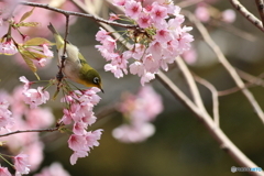 桜とメジロ　その８