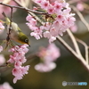 桜とメジロ　その８