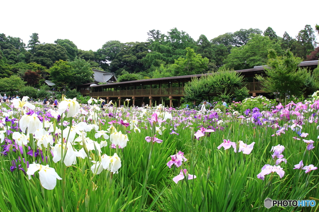 本土寺　紫陽花　菖蒲