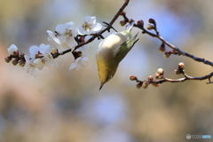 ウメジロウ　その９