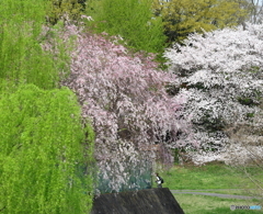 大宮公園　さくら　その１０
