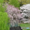 大宮公園　さくら　その１０