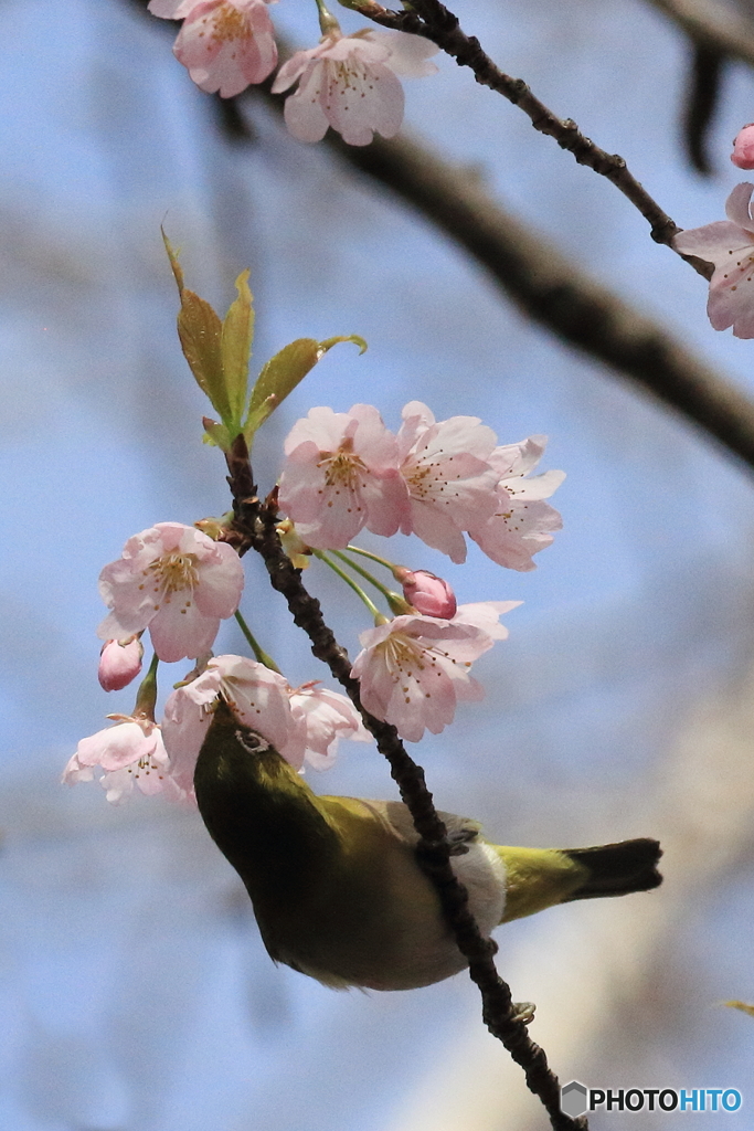 河津桜とメジロ