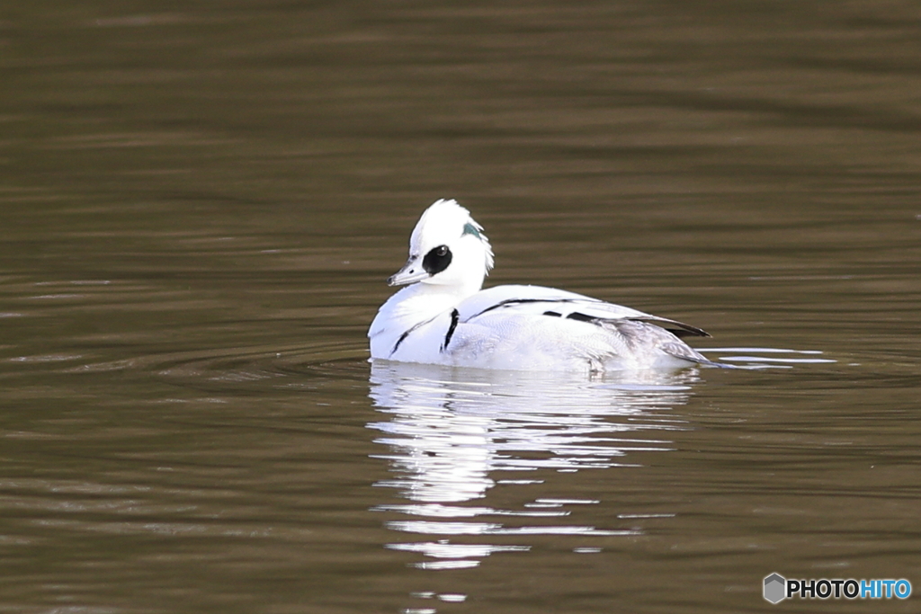 ミコアイサ（パンダガモ）その７
