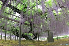 玉敷神社の藤 樹齢約400年