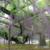玉敷神社の藤 樹齢約400年