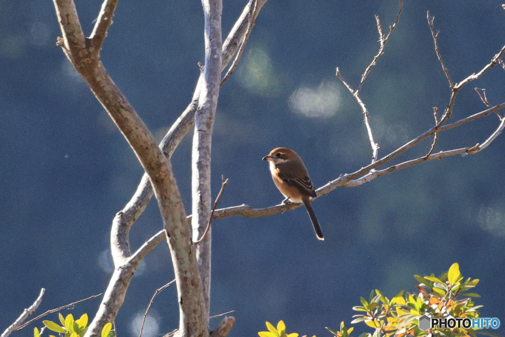内牧 百舌鳥　その１