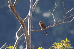 内牧 百舌鳥　その１