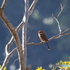 内牧 百舌鳥　その１