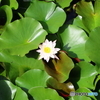 岩槻公園　睡蓮　その２