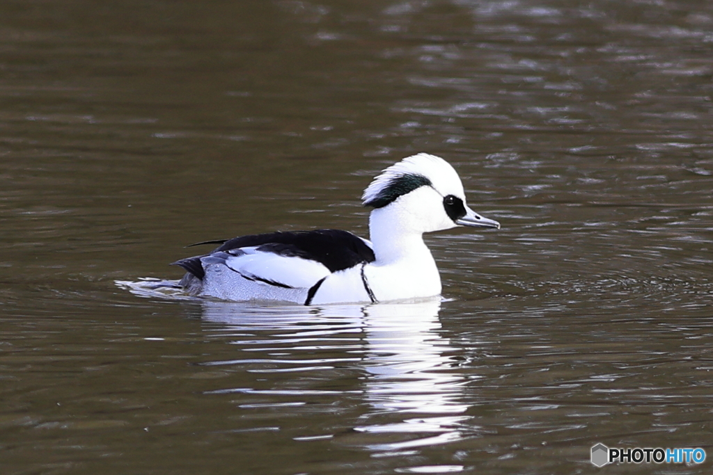 ミコアイサ（パンダガモ）その８