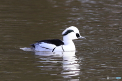 ミコアイサ（パンダガモ）その８