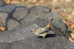ジョウビタキ　その４