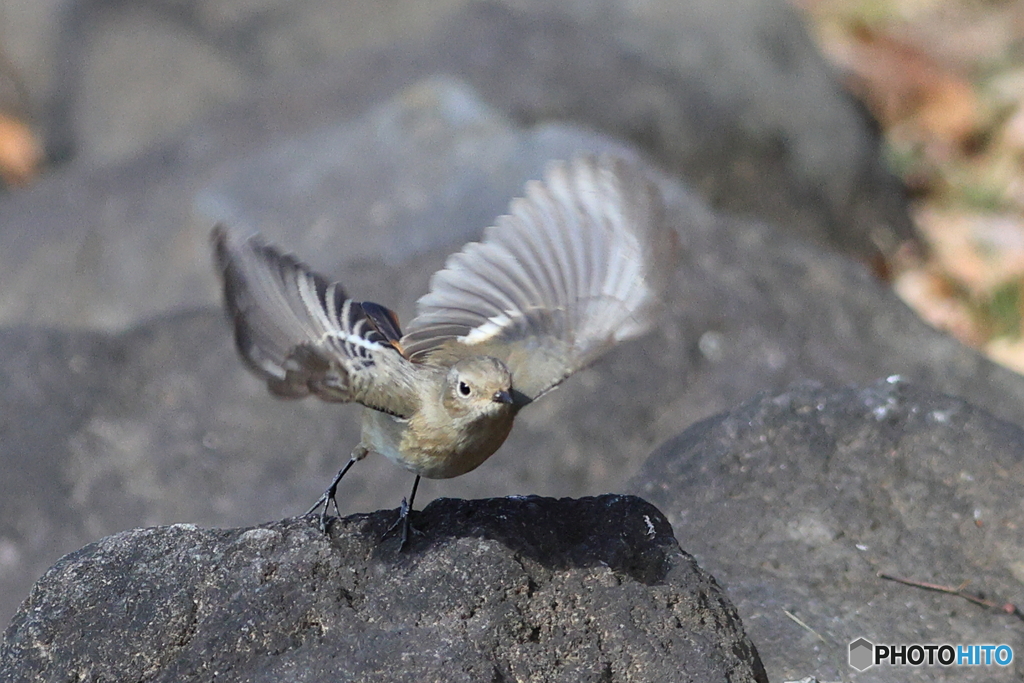 ジョウビタキ　その３