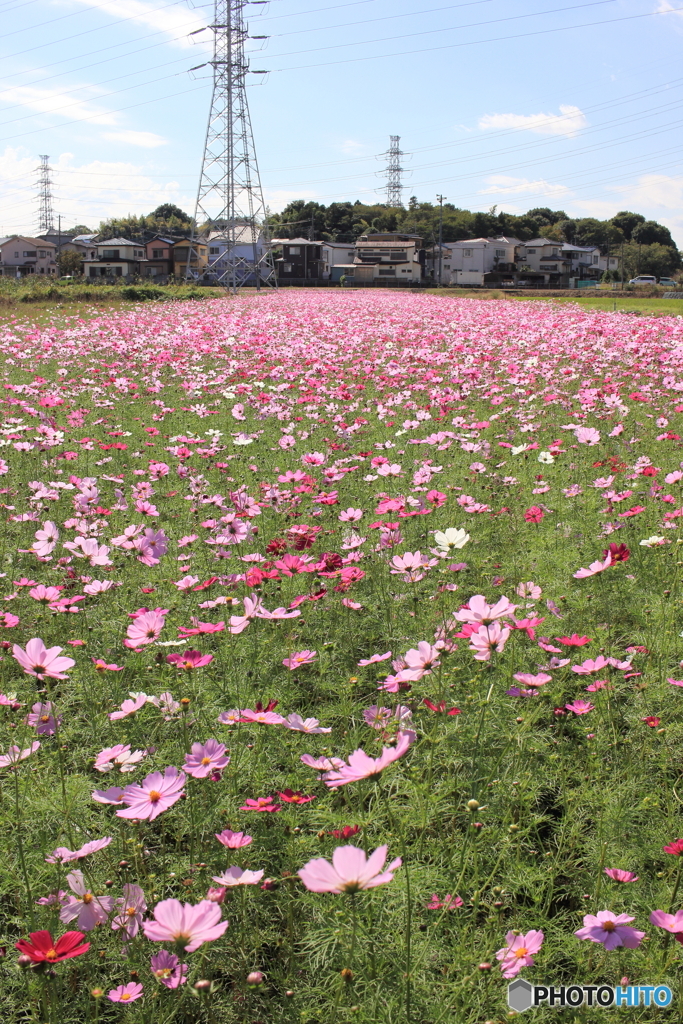 秋桜
