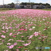 秋桜