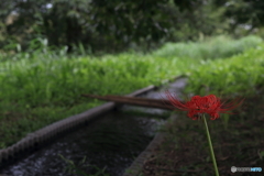 曼殊沙華　その５