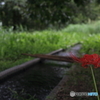 曼殊沙華　その５